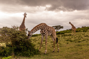 Masai giraffes (Giraffa tippelskirchi) at Crescent Island Game Sanctuary on Naivasha lake, Kenya