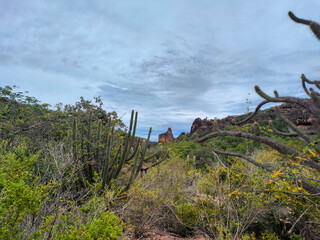 Fototapeta na wymiar cactus forest