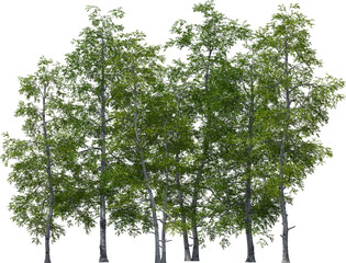 sand birch trees group hq arch viz cutout - 608838878