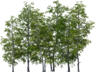 sand birch trees group hq arch viz cutout