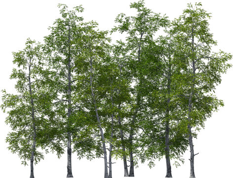 sand birch trees group hq arch viz cutout