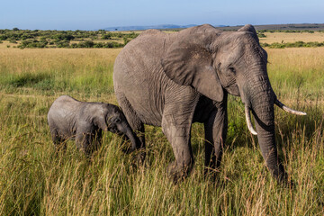 Fototapeta na wymiar Elephants in Masai Mara National Reserve, Kenya