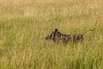 Common warthog (Phacochoerus africanus) in Masai Mara National Reserve, Kenya