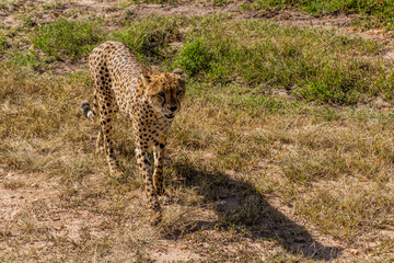 Cheetah in Masai Mara National Reserve, Kenya