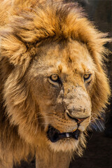 Lion in Masai Mara National Reserve, Kenya