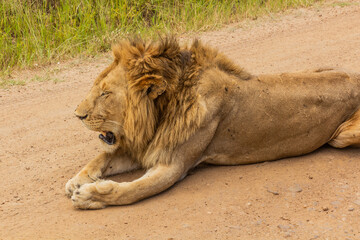 Lion in Masai Mara National Reserve, Kenya