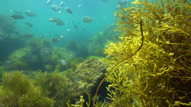 Shoal of fish (seabreams) with algae underwater in the Atlantic ocean, natural seascape, Spain, Galicia