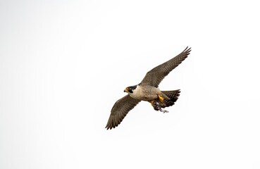 Peregrine falcon in flight carrying a dead bird prey in its talons against a clear white sky