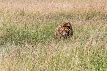 Lion in Masai Mara National Reserve, Kenya
