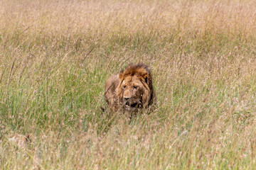 Lion in Masai Mara National Reserve, Kenya