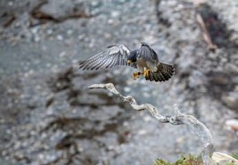 Amazing peregrine falcon landing on a bare branch over a black sand and rock beach in San Pedro Los Angeles