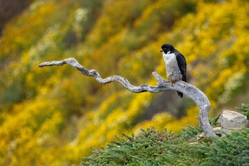 Peregrine falcon and wildflowers in California 2023 superbloom by the pacific ocean © Khaleel