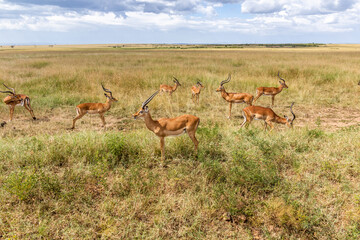 Impalas (Aepyceros melampus) in Masai Mara National Reserve, Kenya