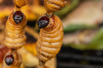The larva of Rhynchophorus palmarum better known as Suri in the Amazon jungle of Peru, is a rich...