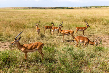 Impalas (Aepyceros melampus) in Masai Mara National Reserve, Kenya