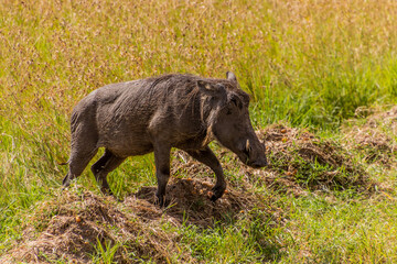 Warthog (Phacochoerus africanus) in Masai Mara National Reserve, Kenya