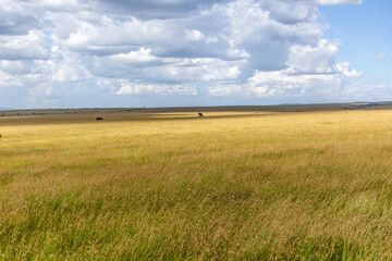 Landscape of Masai Mara National Reserve, Kenya