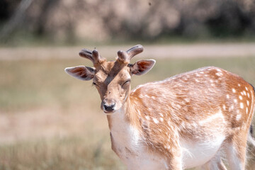 fallow deer in nature arrea in The Netherland in beautiful sunny weather 