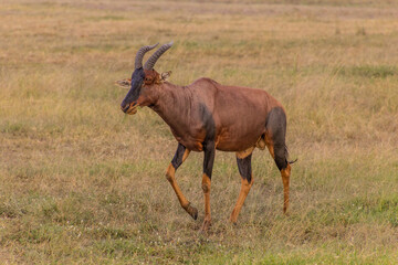 Topi (Damaliscus lunatus) in Masai Mara National Reserve, Kenya
