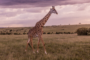 Giraffe in Masai Mara National Reserve, Kenya