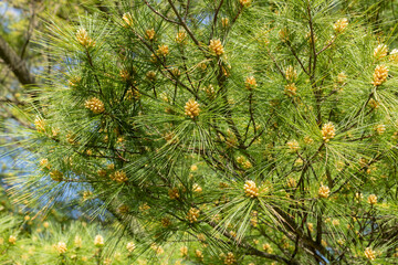 White pine blossoms, pollen, branches, and needles in the spring.