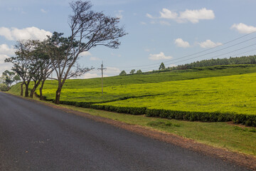 Fototapeta na wymiar Road through tea plantations near Chemasit village, Kenya