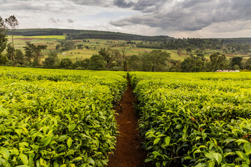 Tea plantations near Kericho, Kenya