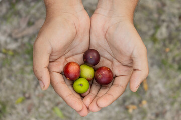 camu camu is the fruit with more vitamin C content, also in the Peruvian Amazon is widely consumed...