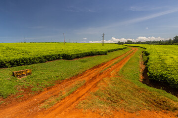 Fototapeta na wymiar Tea plantations near Kericho, Kenya