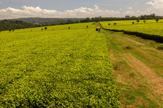 Tea plantations near Kericho, Kenya