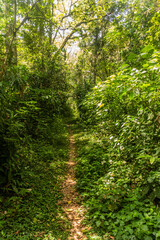 Hiking trail in Kakamega Forest Reserve, Kenya