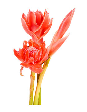 Torch ginger isolated on white background. Ginger flower, red ginger lily, torchflower, torch lily, wild ginger, combrang, kecombrang, bunga kantan, Philippine wax flower, dala and porcelain rose
