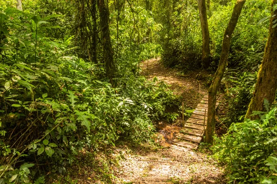 Forêt de Kakamega - Adobe Stock