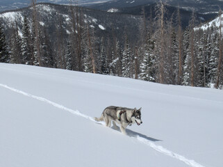 Husky marching across alpine snowfield