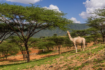 Camel near South Horr village, Kenya