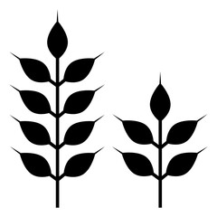 Wheat spikelets on white background