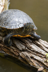Close up view of a red-eared slider turtle