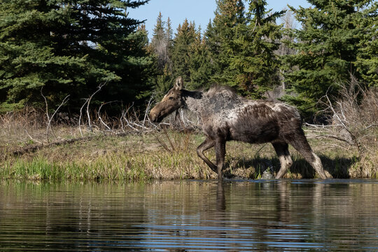 Moose Portrait in the Tetons of Wyoming