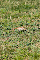 Un ave en un campo en Baradero