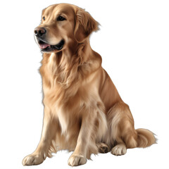 A golden retriever sitting down with its tongue out on a transparent background png isolated Generative Ai