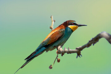 A multicolored European bee-eater resting on a plane tree branch near its nest. Merops apiastrer. Migratory birds.