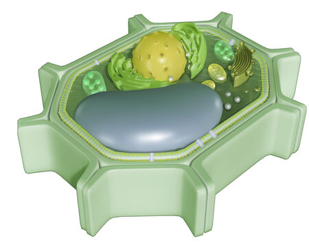 Plant cell model 