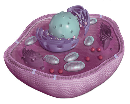 Animal Cell Wallpaper