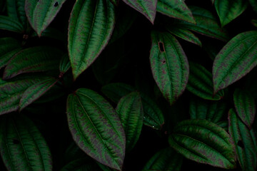 close up of green leaves