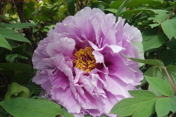 Purple Peony