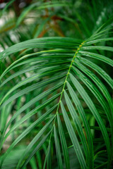Close up of a large lush green palm leaf