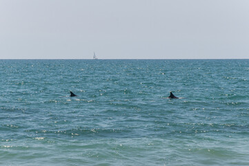Fototapeta na wymiar Fins of two dolphins and a sailboat in the ocean