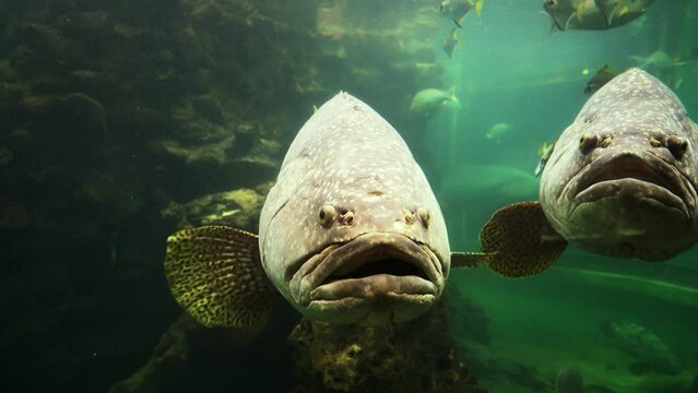 Big black grouper fish in the aquarium