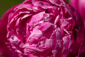 close up of pink flower. Close up of peony