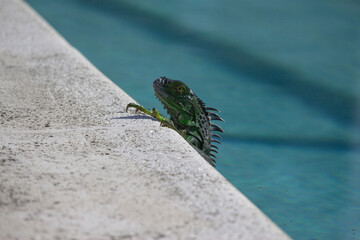 Green iguana climbing out of pool